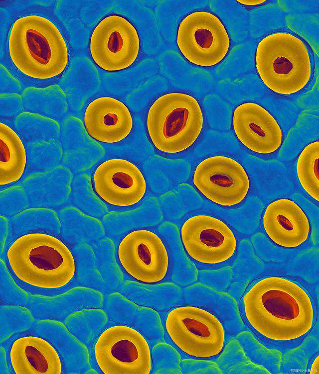 配型成功率十万分之一以下，广西小伙捐造血干细胞救外地患者