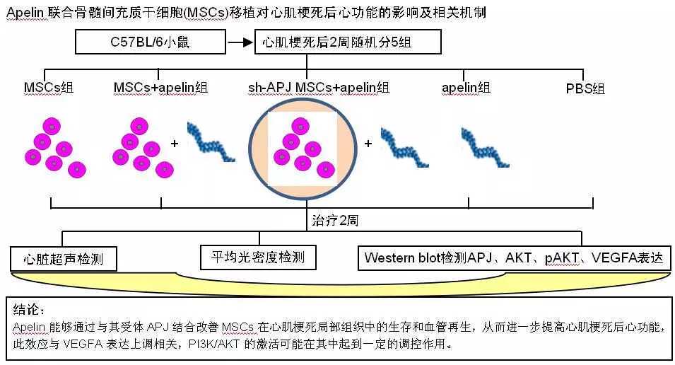 肝脏损伤之后可以“逆向”再生，为啥