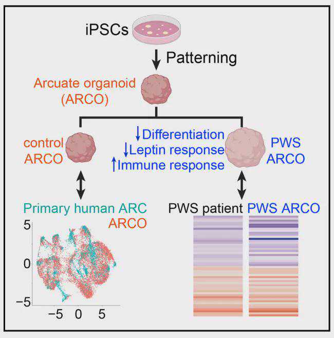 基因敲除和转基因